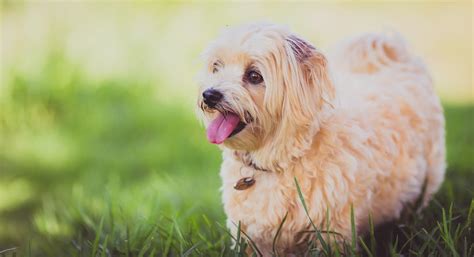 small blonde dog